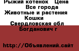 Рыжий котенок › Цена ­ 1 - Все города Животные и растения » Кошки   . Свердловская обл.,Богданович г.